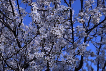 tree blooms, white flowers on branches