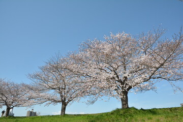 桜