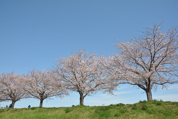 桜