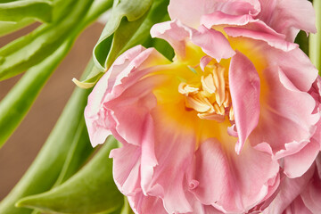 Peony-shaped tulips photo in a bouquet. Macro photo of flowers. Spring and holiday concept, gifts for March 8 international women's day. Front view.