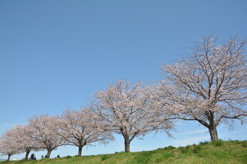 Obraz premium 桜