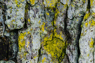 Algae Growing on Western Hemlock Tree Bark in Alaska
