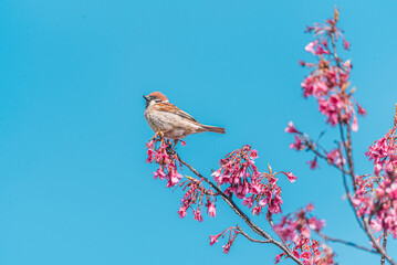 寒緋桜の枝にとまるスズメ