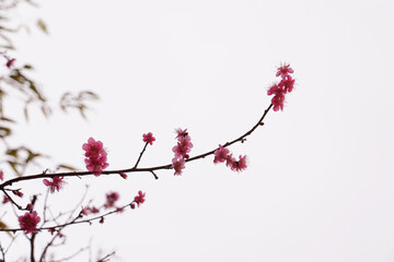 Spring flower plum,A blooming plum flower