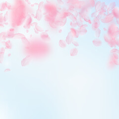 Sakura petals falling down. Romantic pink flowers falling rain. Flying petals on blue sky square background. Love, romance concept. Fantastic wedding invitation.