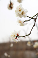 Spring flower plum,A blooming plum flower