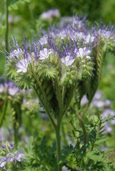 Obraz premium Phacelia tanacetifolia or scorpionweed