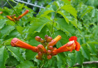 Campsis flowers and buds