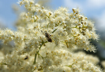 Inflorescence of Sorbaria sorbifolia