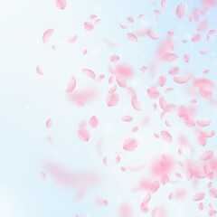 Sakura petals falling down. Romantic pink flowers gradient. Flying petals on blue sky square background. Love, romance concept. Radiant wedding invitation.