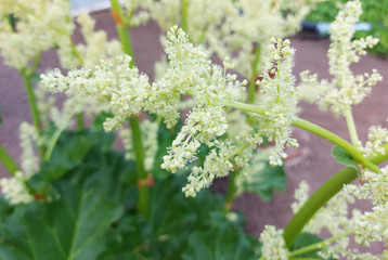 rhubarb blooms in the garden. agriculture, horticulture, plant.