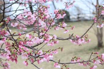桜満開