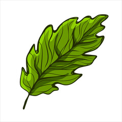 Green summer leaf isolated detailed vector illustration