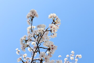 桜満開
