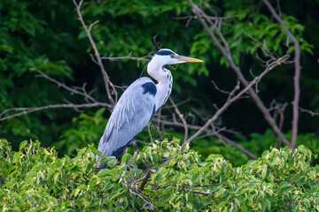 Naklejka premium Grey heron on the tree. Wild wading bird with long legs and beak on branch
