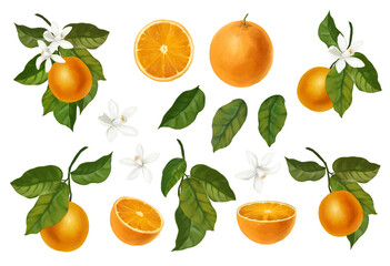 Set of watercolor illustrations of oranges. Hand drawn blooming oranges tree branches, flowers and oranges 