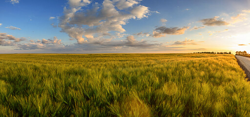 Wheat field landscape with path before the sunset time