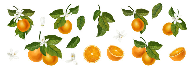 Set of watercolor illustrations of oranges. Hand drawn blooming oranges tree branches, flowers and oranges 