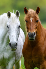 White and brown horse on summer field