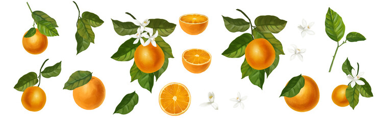 Set of watercolor illustrations of oranges. Hand drawn blooming oranges tree branches, flowers and oranges 