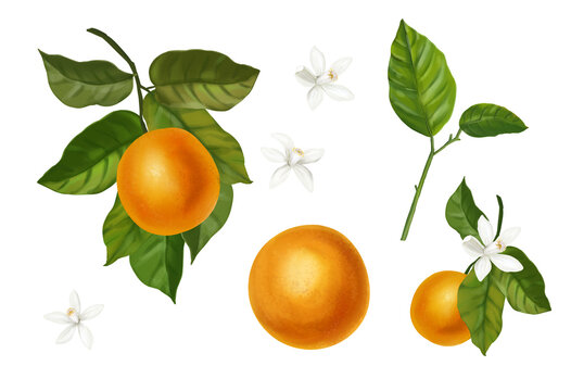 Set of watercolor illustrations of oranges. Hand drawn blooming oranges tree branches, flowers and oranges 