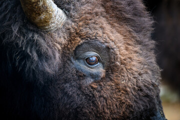 Eye portrait of European bison. Eye of big brown animal in the nature habitat