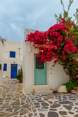 Fototapeta premium Traditional Cycladitic alley with narrow street, whitewashed houses and a blooming bougainvillea flowers in parikia, Paros island, Greece. 