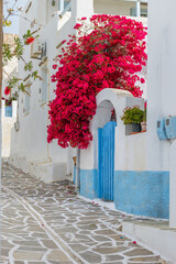 Traditional Cycladitic alley with narrow street, whitewashed houses and a blooming bougainvillea in Marpissa Paros island, Greece.