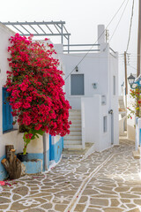 Traditional Cycladitic alley with narrow street, whitewashed houses and a blooming bougainvillea in...