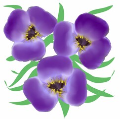 pansies