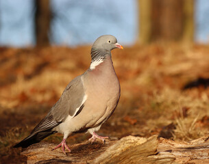 Common wood pigeon