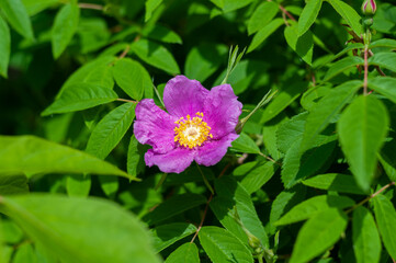 Close-up of a full-blown purple dog rose (rosa canina) with green leaves around outdoors