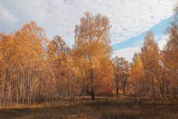 Forest in the autumn season.
