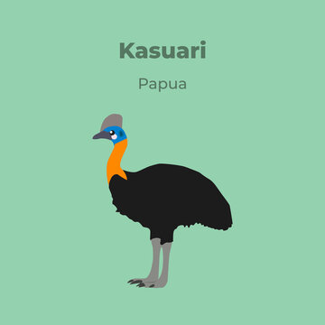 Cassowary, natural beautiful colored Bird of Paradise from Papua Indonesia vector illustration