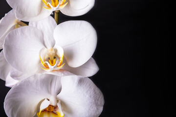 Naklejka na ściany i meble Close-up of beautiful white phalaenopsis orchid flowers on black background. Indoor plants, home decor. Selective focus. Gopy space.
