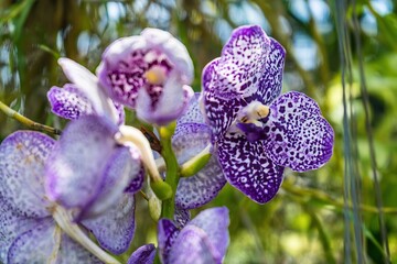 Close up of Orchids in the Garden.