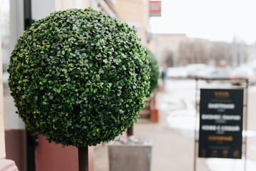 Decorative trimmed bush plant in shape of circle at entrance to cafe, outdoors. Close-up, selective...