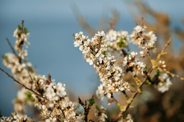 Fleurs d'Aubépine