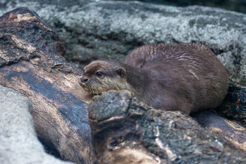 多摩動物公園のカワウソ