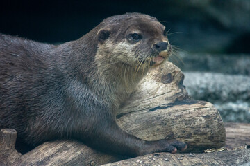 多摩動物公園のカワウソ