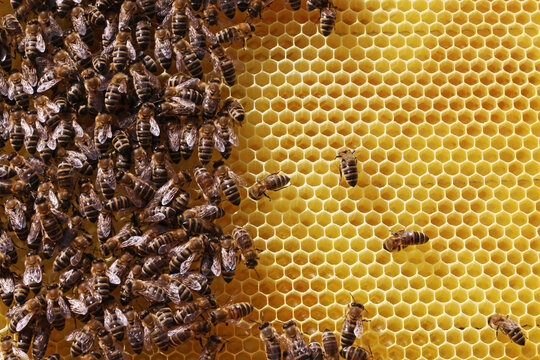 Nahaufnahme einer Bienenwabe mit Bienen