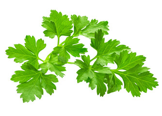 Parsley herb isolated on white background. Parsley leaf top view, flat lay.