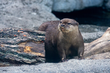 多摩動物公園のカワウソ