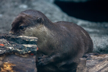 多摩動物公園のカワウソ