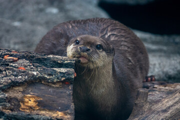 多摩動物公園のカワウソ