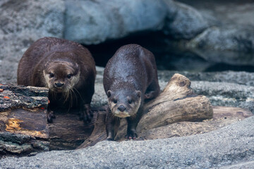 多摩動物公園のカワウソ