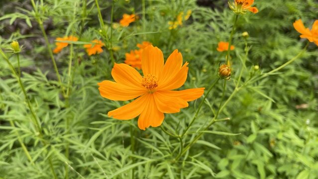 Wide panoramic frame. Botanical illustration. Floral composition. Cosmos sulphureous bright orange flower in the middle of shot. Green leaves background. Beautiful backdrop. Close-up, macro view. 
