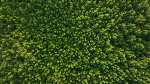 Top down aerial view of mangrove forest, drone zoom in spins above the tree

