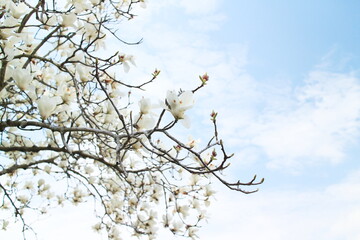 春のハクモクレンの白い花