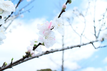 白色とピンク色の可愛い桜の花びら